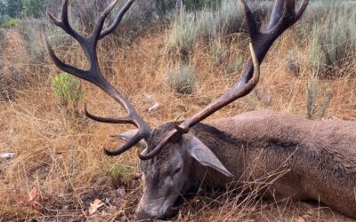 La berrea del ciervo 2026: cuándo empieza y qué está pasando ya en el monte