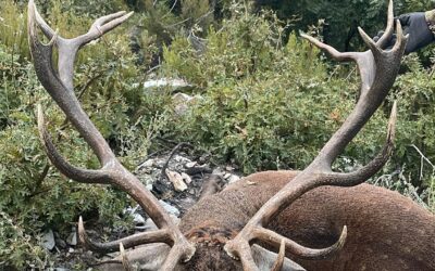 Se acaba septiembre: así quedan las últimas fechas de berrea para octubre